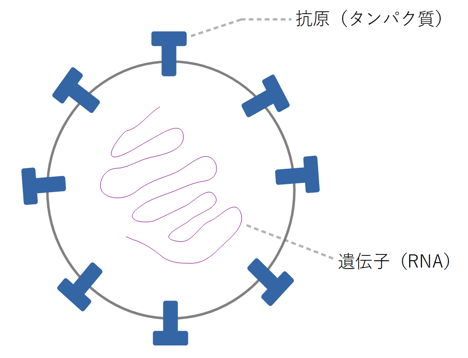 ウイルス