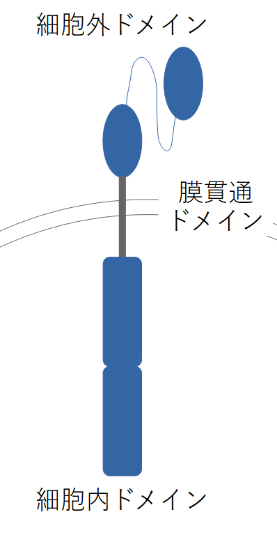 CAR構造