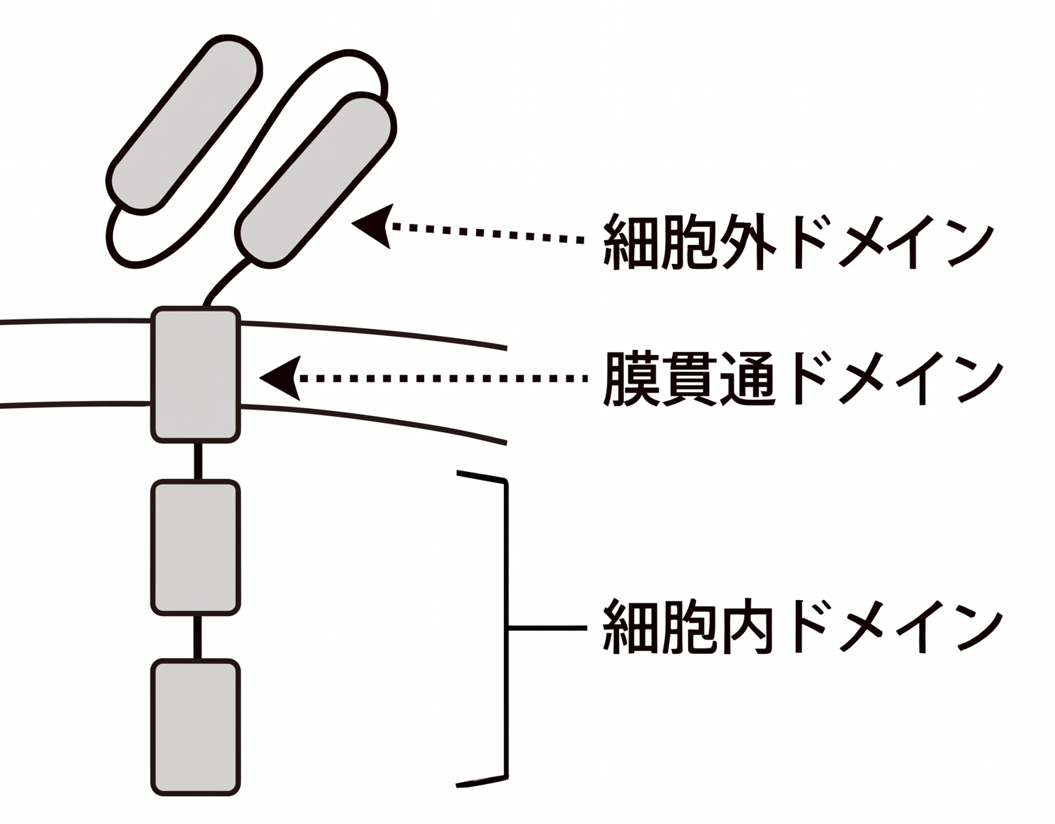 CAR構造